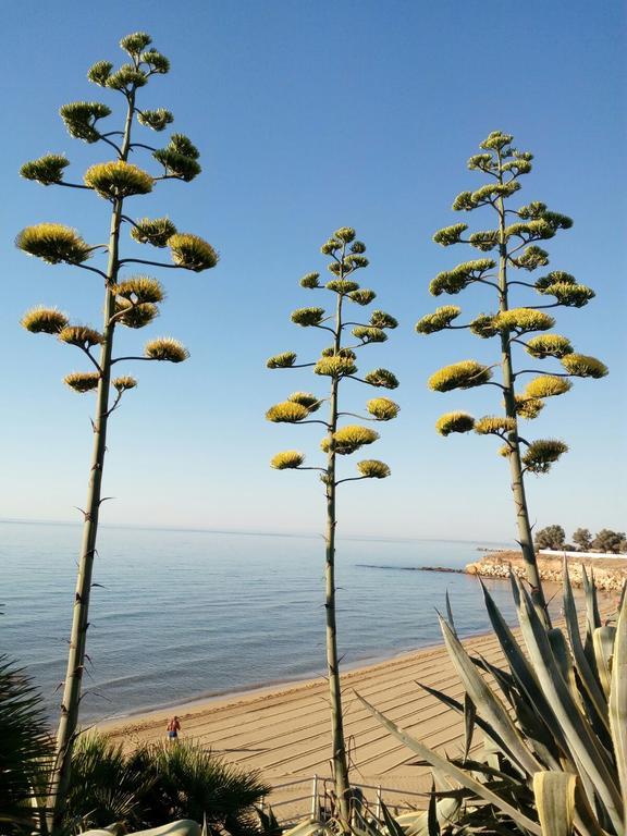 أفولا Villa Del Mar المظهر الخارجي الصورة